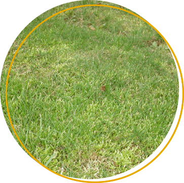 Picture:- Bryum argenteum (acrocarpous moss in amongst annual meadow grass).