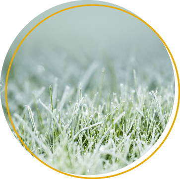 Frost
