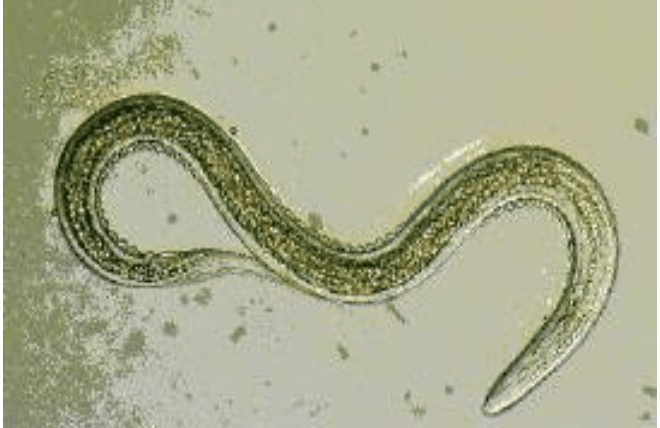 Parasitic nematode Steinernema feltiae