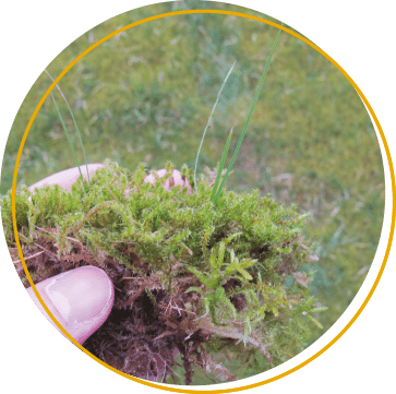 Managing moss