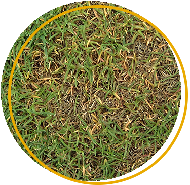 Anthracnose