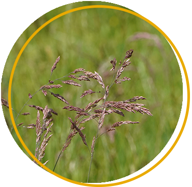 Fescue