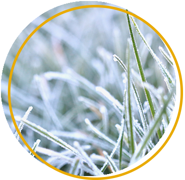 Frost