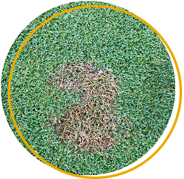 Fungicides