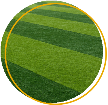 Grass species