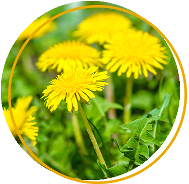 Herbicides