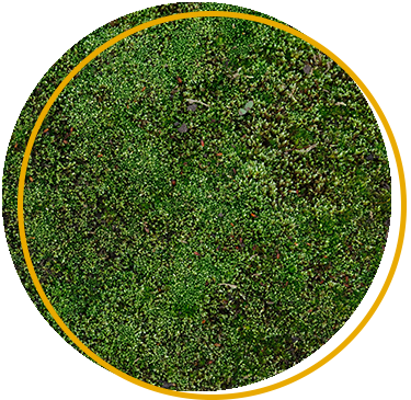Managing moss