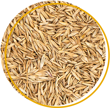Seeds needs