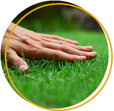 Turf basics