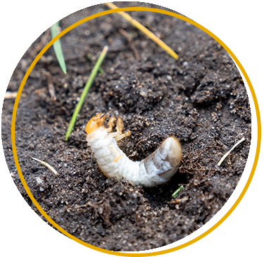 Turf pests