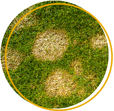 Understanding fungicides