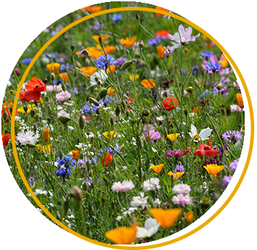 Wildflowers